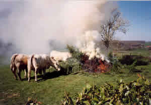Les vaches attirées par l'odeur du sapin  en feu